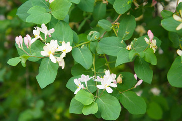 Lonicera tatarica honeysuckle green shrub with pink flowers