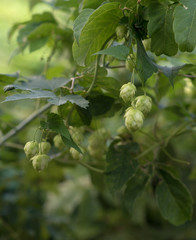 Fototapeta premium Humulus. Fruits on a green bush.