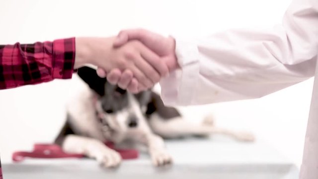 Close up image of dog lying on table in vet office. Vet and owner shaking hands.