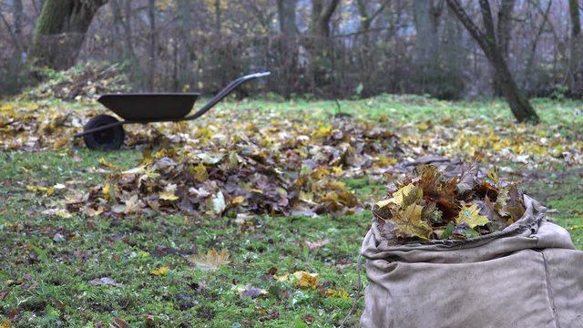 fabric bag full of dry autumnal leaves in backyard. 4K