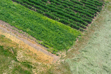 Agricultural field from top view. Land with various plants and crops is divided into smaller parcels.