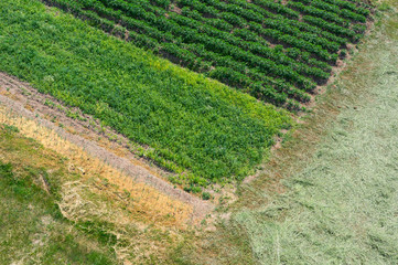 Agricultural field from top view. Land with various plants and crops is divided into smaller...