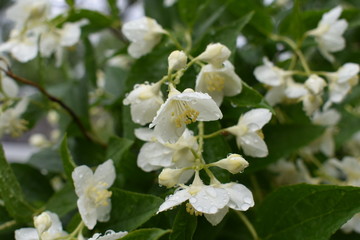 Naklejka na ściany i meble beautiful flowers of white jasmine in large transparent rain drops on a soft background of green foliage