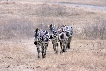 Obraz premium Three Zebras