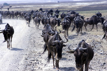Wildebeest in Migration