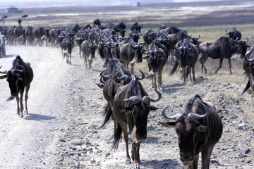 Obraz premium Wildebeest in Migration