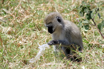 Vervet Monkey in Grass