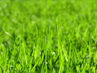 Green grass background, selective focus, macro. Freshness of nature
