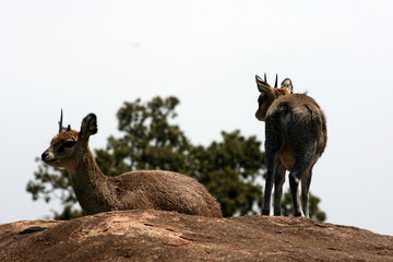 Two Springboks in Profile