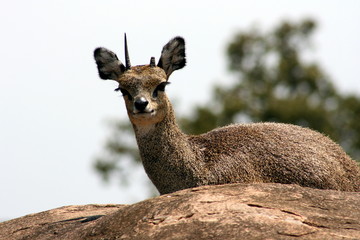 Springbok, looking at camera