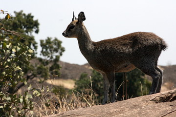 Springbok from side