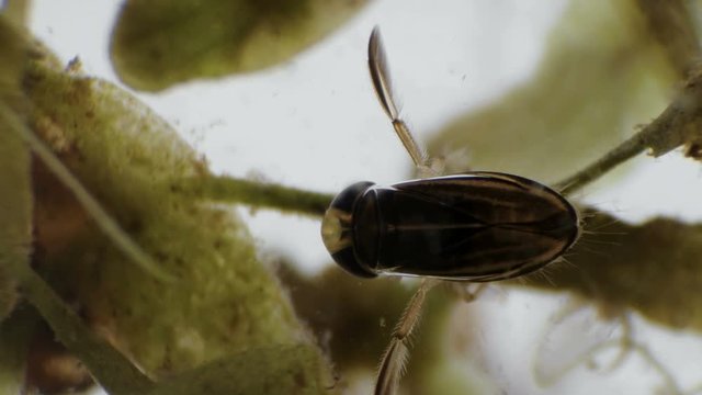 water bug Notonecta glauca under a microscope