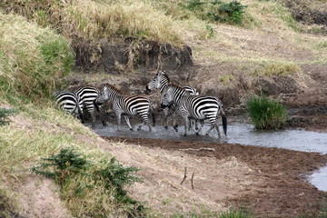 Fototapeta na wymiar Zebras in Water