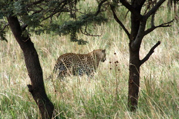 Leopard in Grass