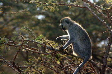 Baboon on Tree