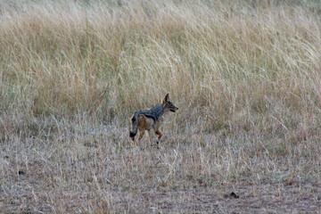 Jackal in Grass