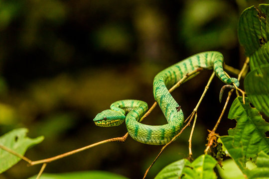 Green tree pit viper in Gunung Mulu National Park, Malaysia, Borneo
