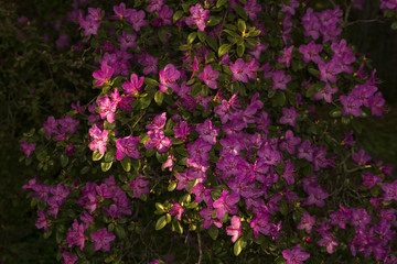bushes of the rhododendron, ledebourii blooming with purple flowers in mountain forest in the spring
