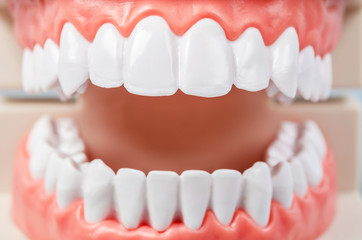 Close up teeth model.