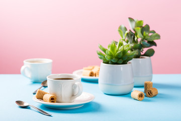 Cups of coffee with crispy mini wafer rolls and indoor plant succulent on blue and pink background with copy space.