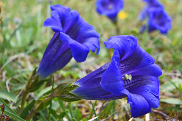 Close-up of blue stemless gentian in the Alps. Selective focus