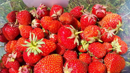 fresh strawberries - summer harvest