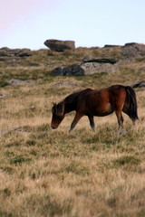 Dartmoor Horse in Valley Close