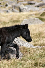 Black Beauty Side Head