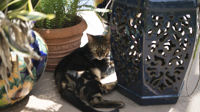 Bengal Cat