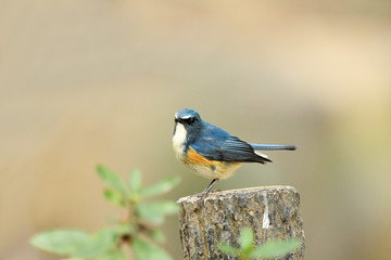 お立ち台のルリビタキ
