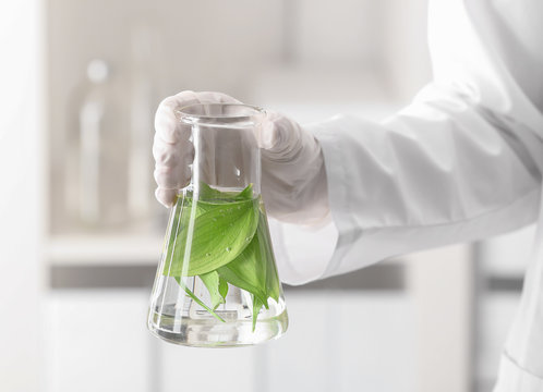 Lab worker holding flask with leaves on blurred background, closeup