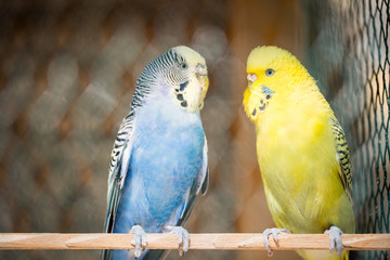 Cute blue and yellow parakeet in the huge cage, captive