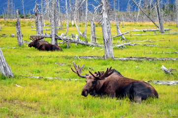 Moose Resting in Meadow