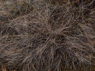 dry long grass on moss
