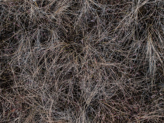 dry grass on swamp moss