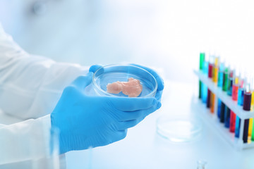Fototapeta premium Scientist holding Petri dish with meat sample in laboratory, closeup