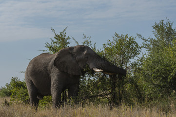 Elephant, (Loxodonta africana), eating from bush with trunk wrapped round foliage. Kruger National Park, South Africa