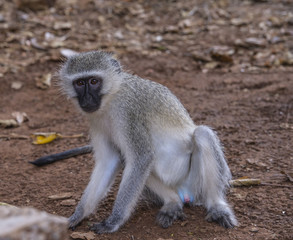 Naklejka na ściany i meble Vervet Monkey or Old World Monkey, ( Chlorocebus pygerythrus ), sitting on ground, looking at camera, with blue scrotum clearly displayed. Kruger National Park, South Africa
