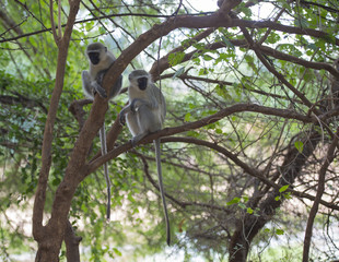 Two Vervet Monkey or Old World Monkey, ( Chlorocebus pygerythrus ), sitting in tree with very long tails hanging down. Kruger National Park, South Africa