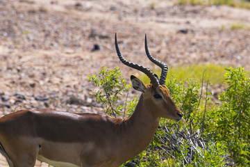 Impala ( Aepyceros melampus ) walking to right with twisted horns. Kruger National Park, South Africa