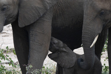 Elephant calf,(Loxodonta africana), drinking from mother with second elephant at side showing...