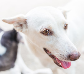 Obraz premium Close up of white dog