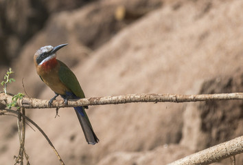 White-fronted bee-eater, ( Merops bullockoides ) showing blue rump, sitting on branch, looking right. Kruger National Park, South Africa
