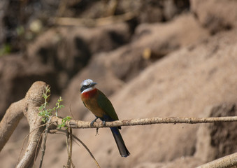 White-fronted bee-eater, ( Merops bullockoides ) with black bar through eyes, sitting on branch, looking right. Kruger National Park, South Africa