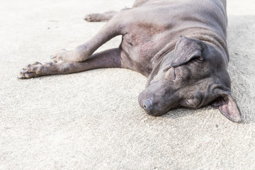 Naklejka premium Dog lying on the ground
