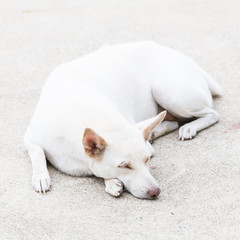 Portrait of white dog lying on the ground
