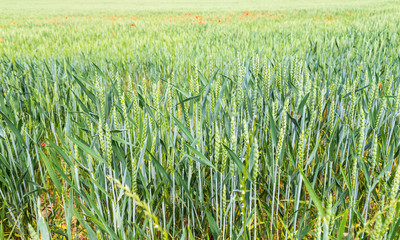 Grünes Getreidefeld.
