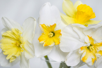 Plakat white daffodils closeup 