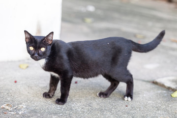 Black kitten