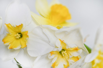 Fototapeta na wymiar white daffodils closeup 